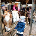 Pony rides at the Berlin Christmas market (1630 visits) Pony rides at the Berlin Christmas market